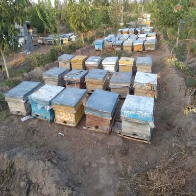 تصویر بزرگ مربوط به فروش عسل طبیعی